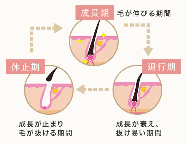 成長期 → 退行期 → 休止期サイクル